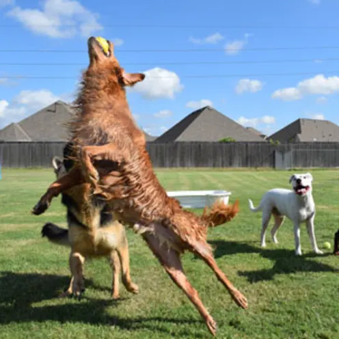 Dog jumping in air for ball